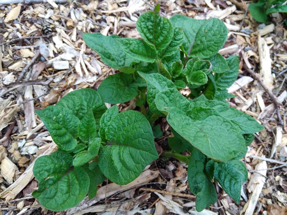 Purple Viking Seed Potato online shopping