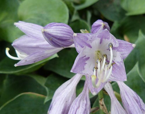 Blue Monday Hosta Plants online shopping