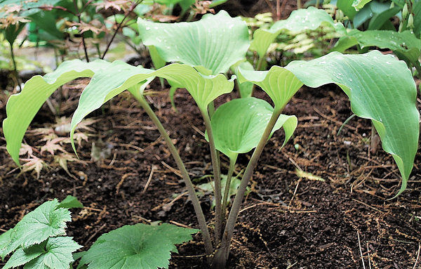 Kent Falls Hosta Plants online shopping