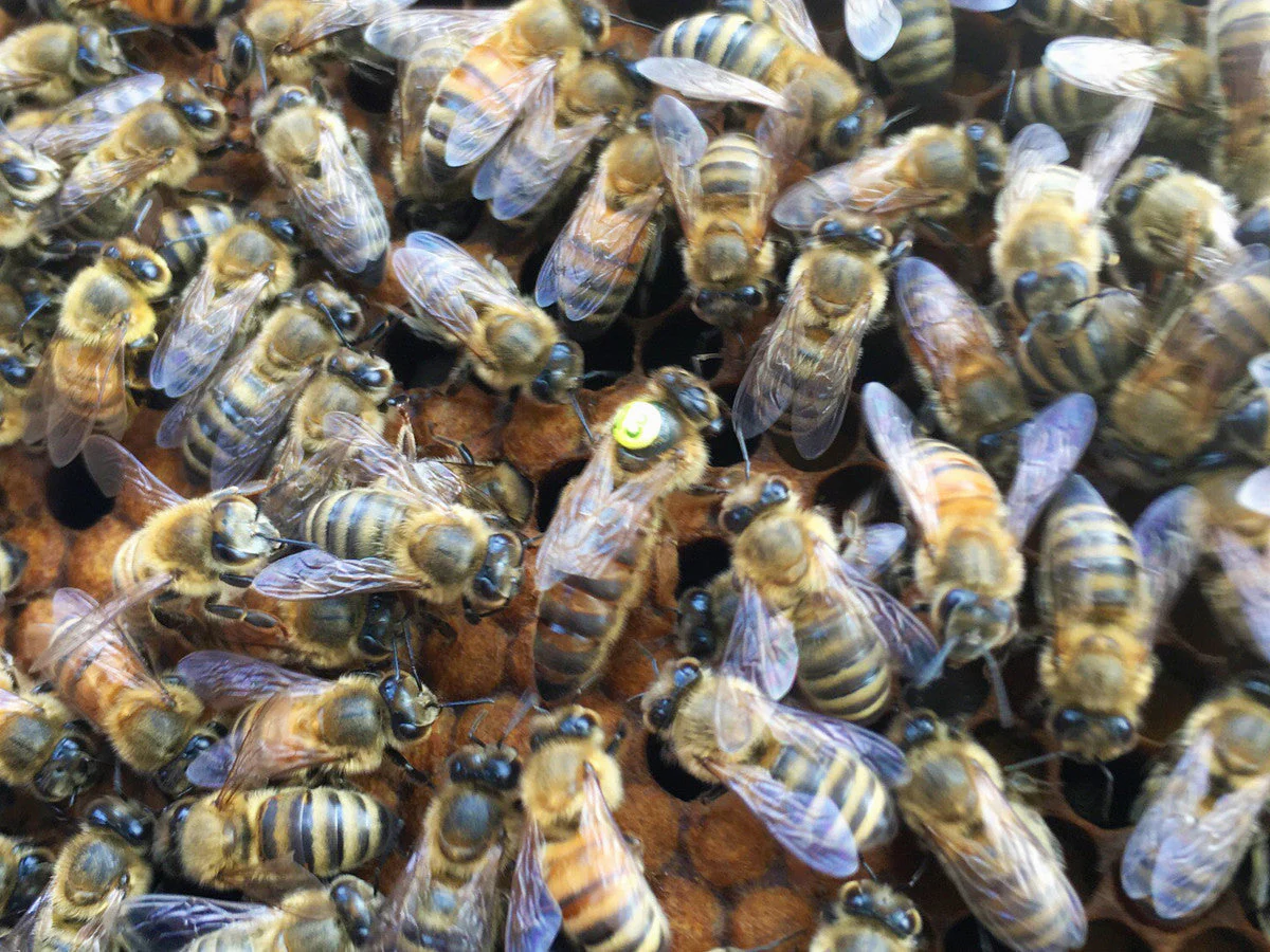 Saskatraz Honey Bees