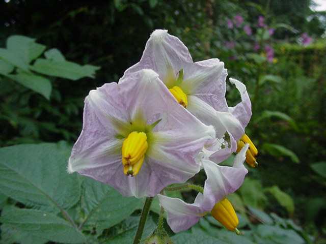 Désirée Heirloom Seed Potato online shopping