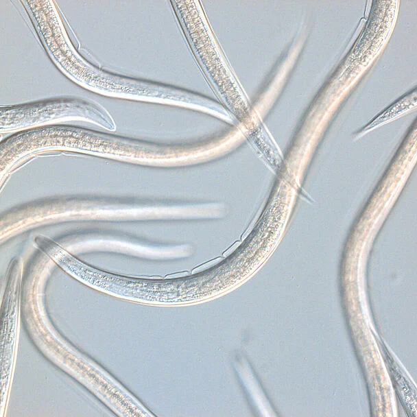Casea Beneficial Nematode