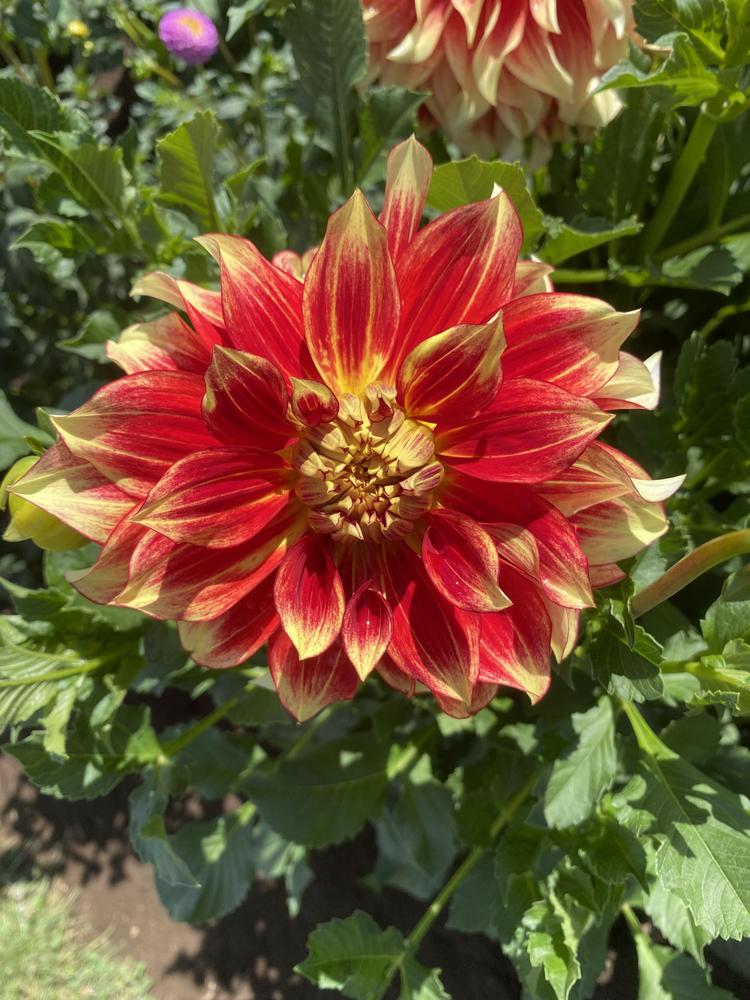 Flamethrower Dahlia