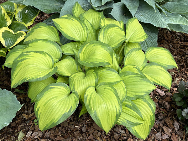 Love Of My Life Hosta Plants online shopping