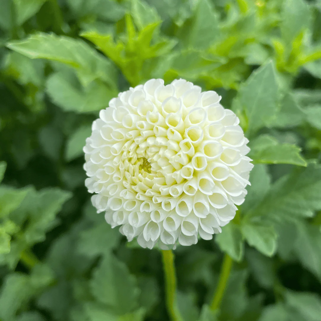 Tiny Treasure Dahlia Plants online shopping