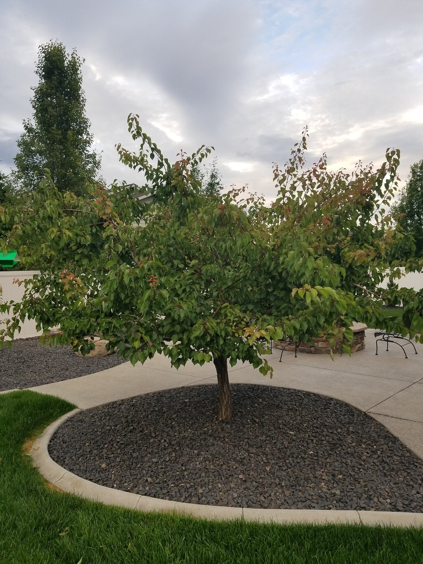 Sugar Pearls Apricot