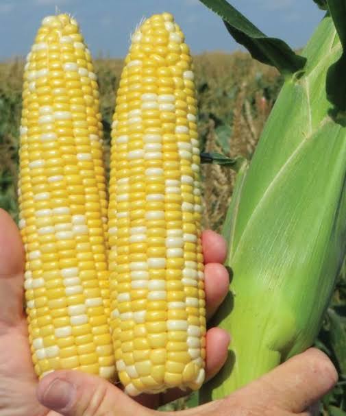 Enchanted F1 Corn