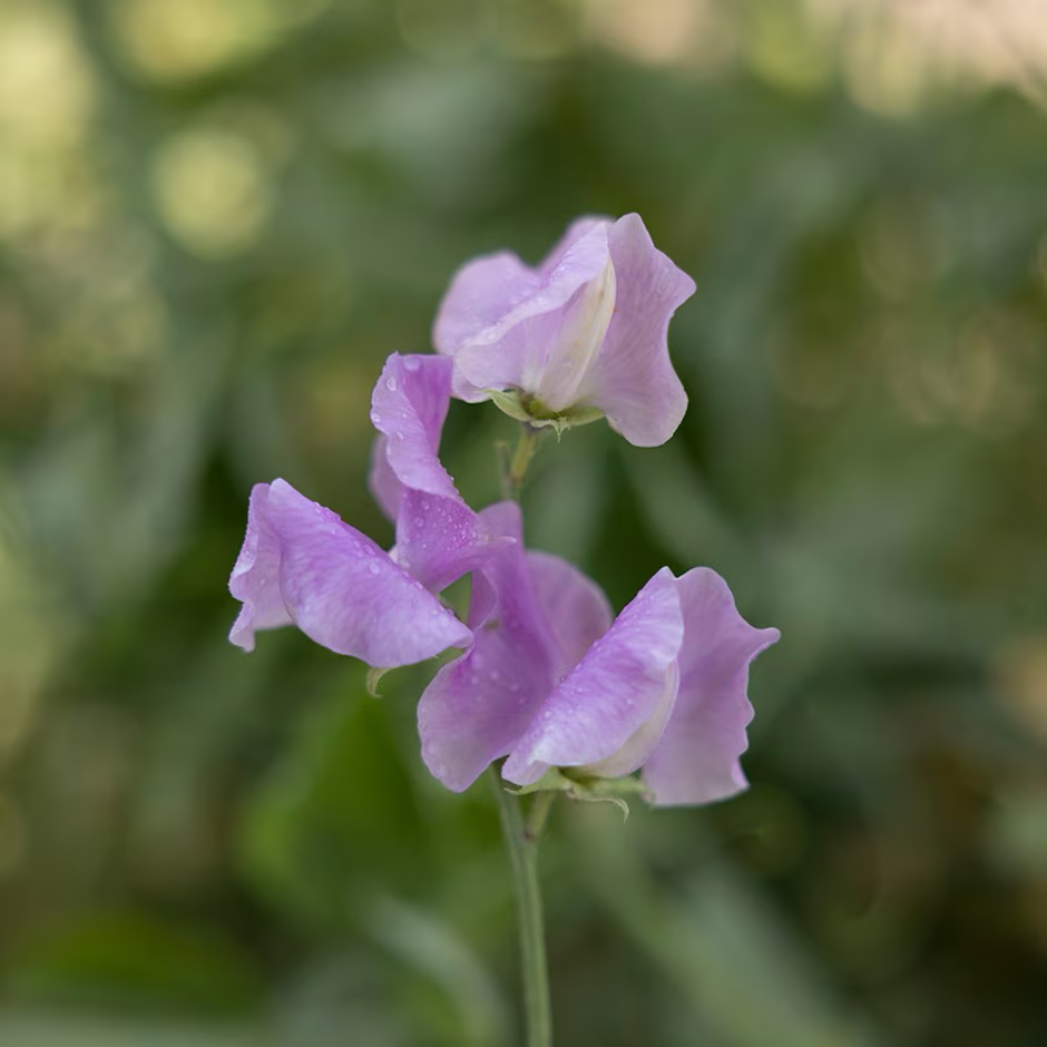 Daphne Sweet Pea seeds online shopping