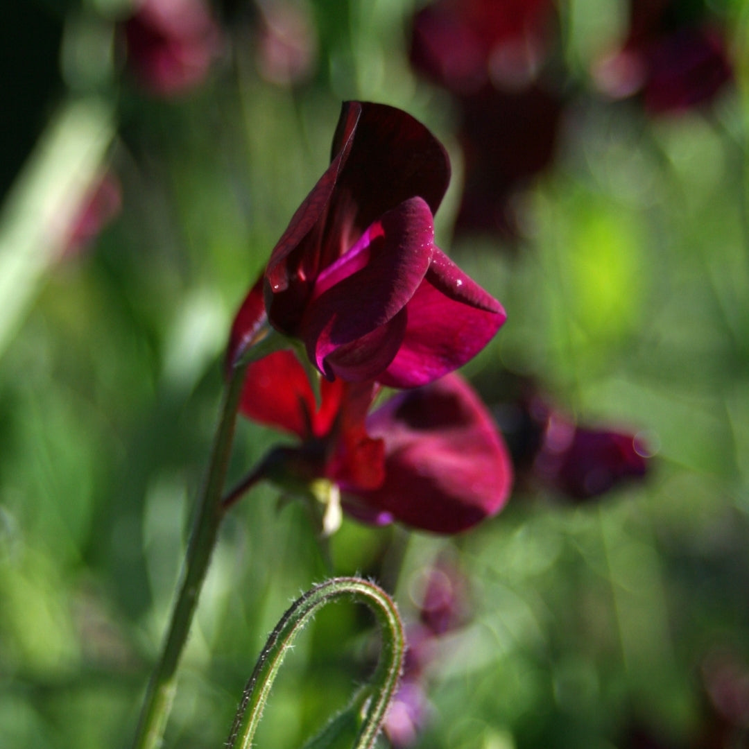 Black Knight Heirloom Sweet Pea seeds online shopping