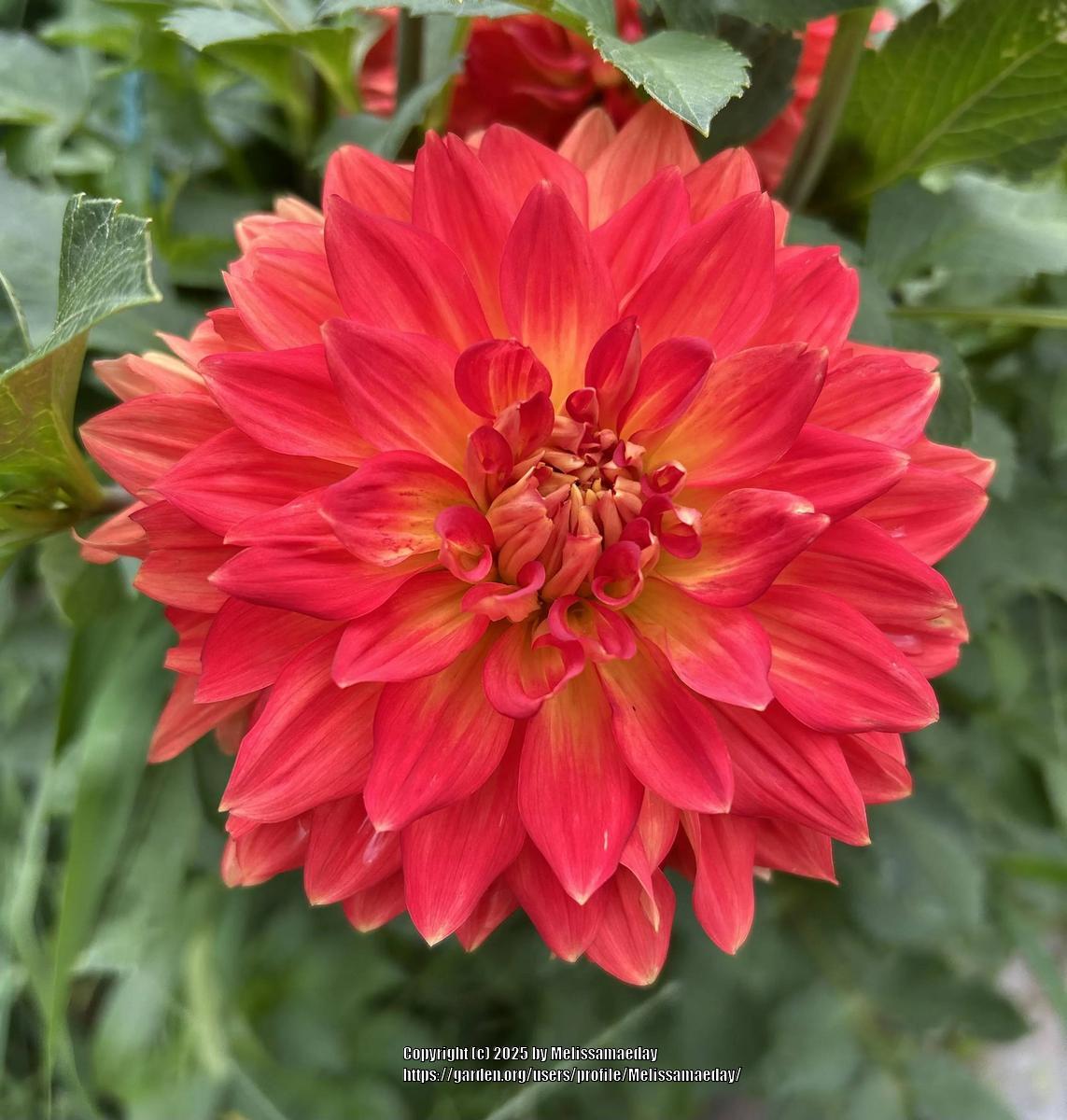 Neon Splendor Dahlia
