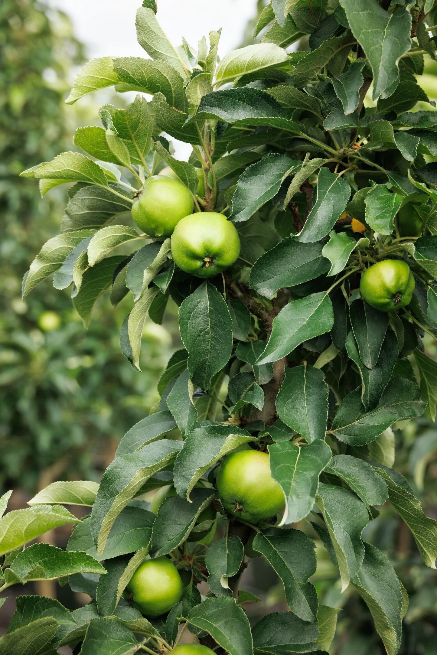 Tangy Green® Columnar Apple