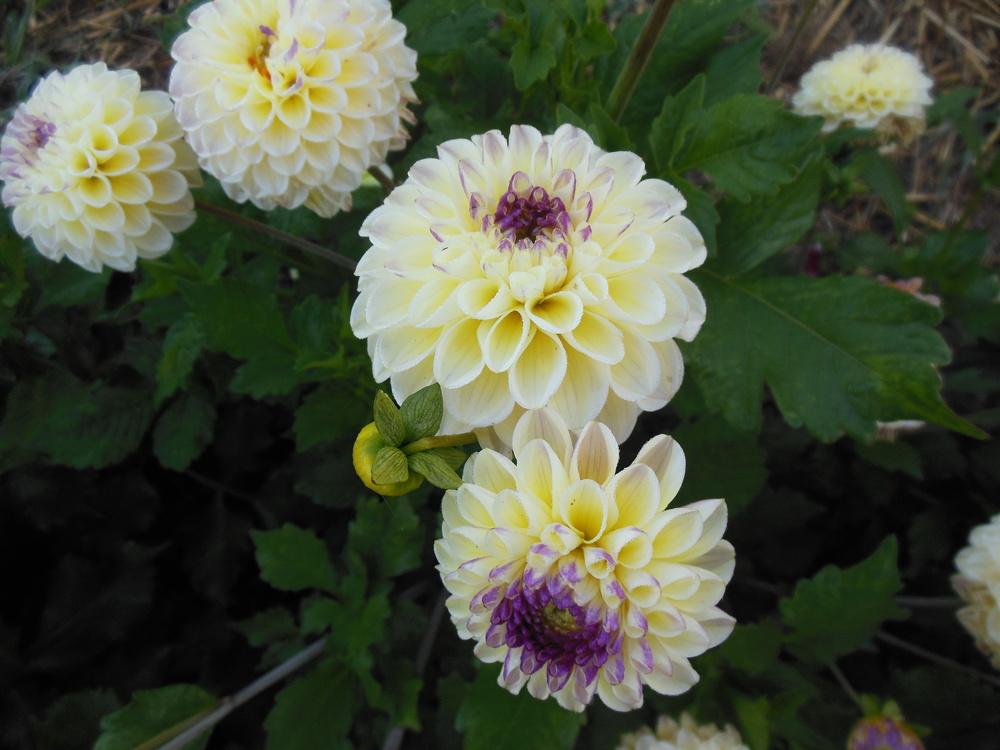 Cherish Dahlia