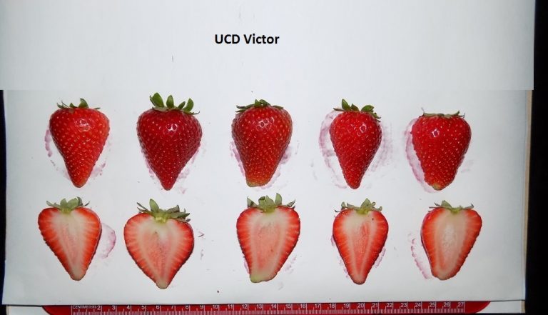 Victor Short Day Strawberry