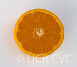 Pixie Mandarin Budwood citrus plant material online shopping