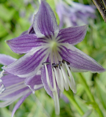 Stiletto Hosta Plants online shopping