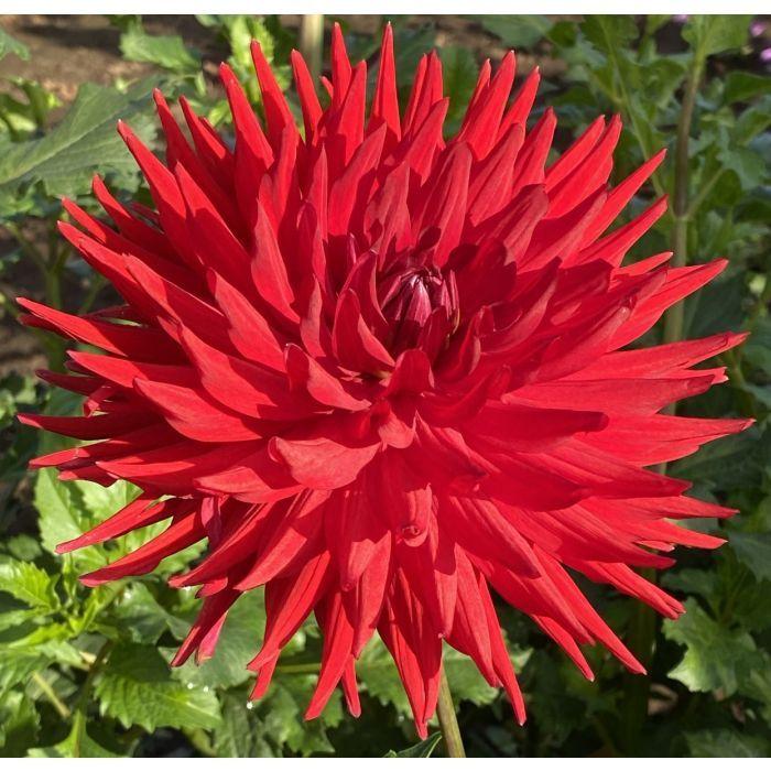 Stiletto Dahlia