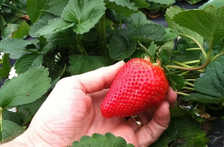 sweet sensation strawberry seeds Sweet Sensation™ June Bearing Strawberry – EVERGREEN