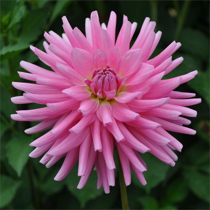 Hokey Pokey Dahlia