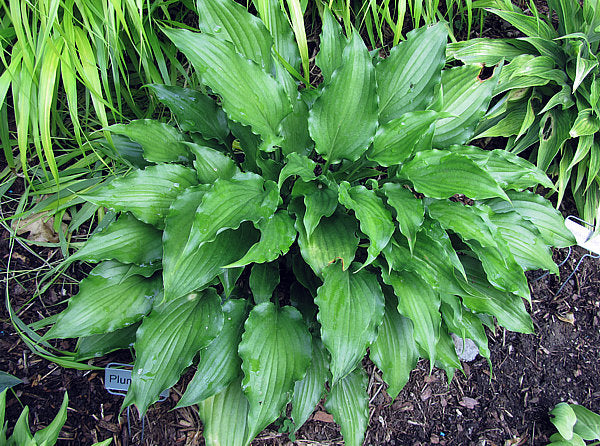 Plum Nutty Hosta Plants online shopping