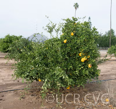 Iyo San Ponkan Mandarin Budwood citrus plant material online shopping