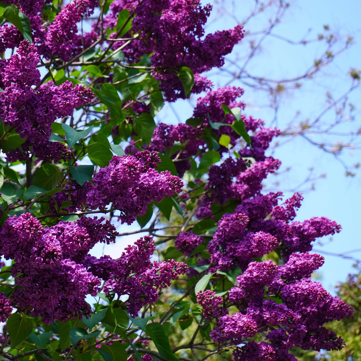 Yankee Doodle Lilac