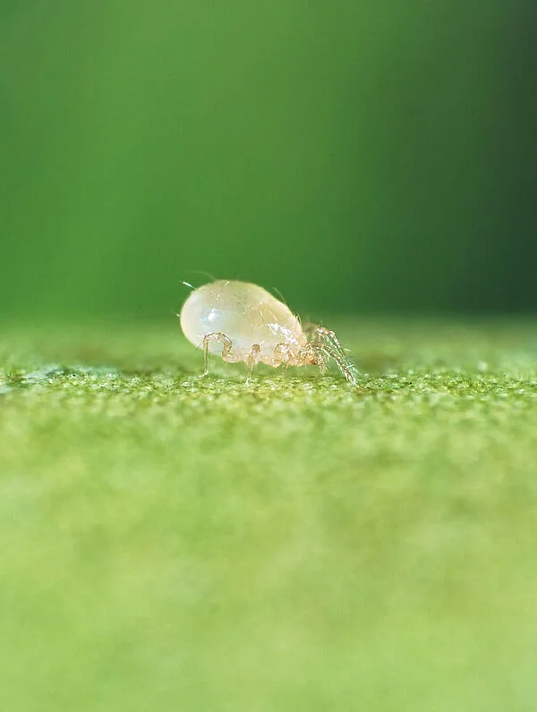 Swirski Ulti Mite Predatory Mite