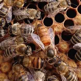 Buckfast Honey Bee Queen