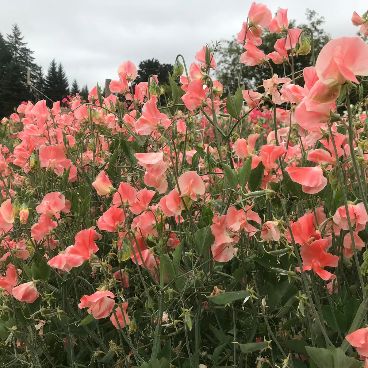 Apricot Queen Sweet Pea seeds online shopping
