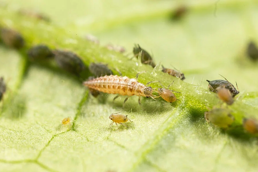 Chrysopa Predatory Lacewing