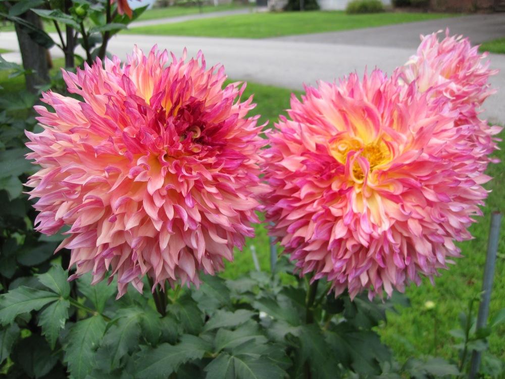 Myrtle’s Folly Dahlia