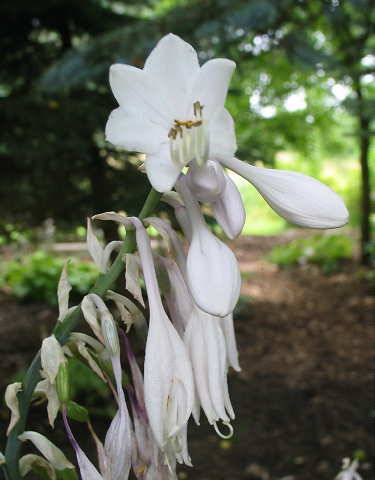 Golden Gate Hosta Plants online shopping