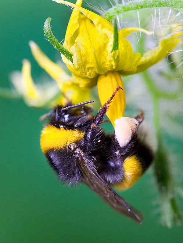 Natupol Excel Bumblebee Greenhouse Natural Pollinator