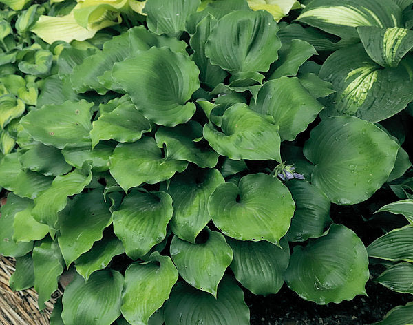 Grand Slam Hosta Plants online shopping