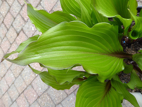 Holar Sunset Cobra Hosta Plants online shopping
