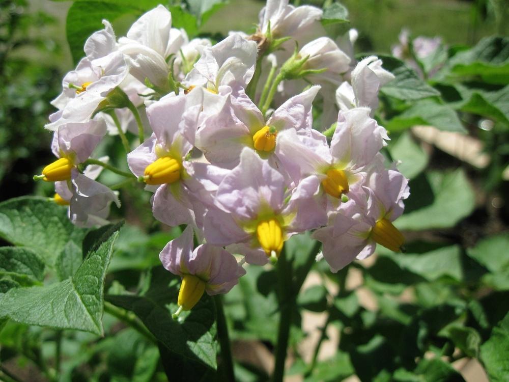 Irish Cobbler Heirloom Potato online shopping
