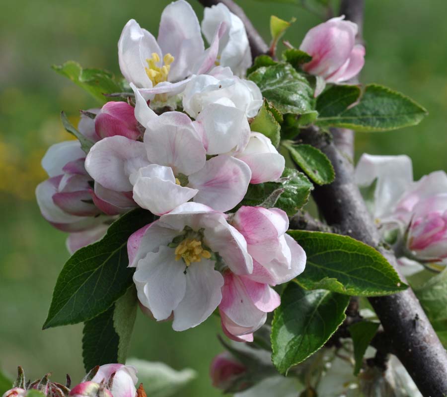 Holstein Heirloom Apple