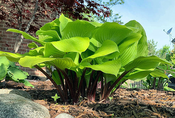 Hotshot Hosta Plants online shopping