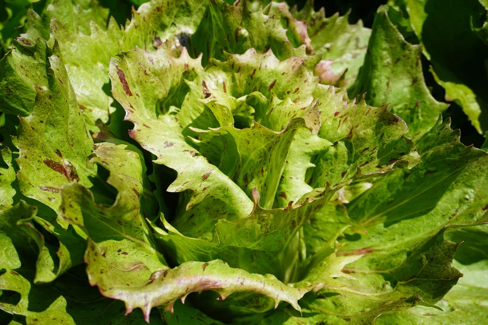 Precocissimo Chicory