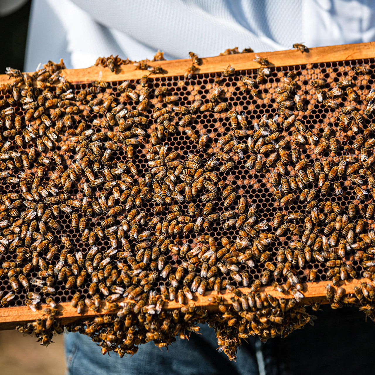 AFB Vaccinated Carniolan Honey Bee Queen
