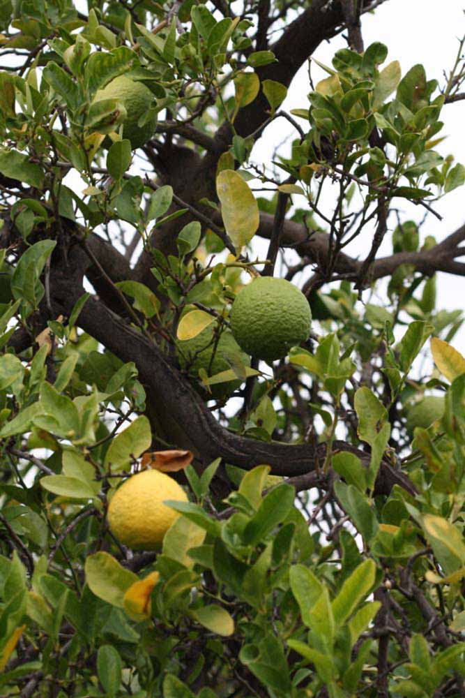 Macrophylla Seed citrus plant material online shopping