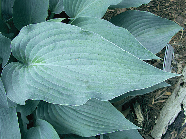Stormy Seas Hosta Plants online shopping
