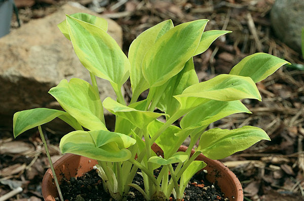 Heavenly Tiara Hosta Plants online shopping