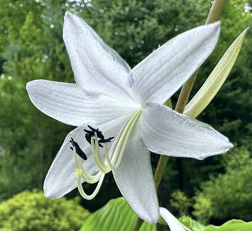 Shimmy Shake Hosta Plants online shopping