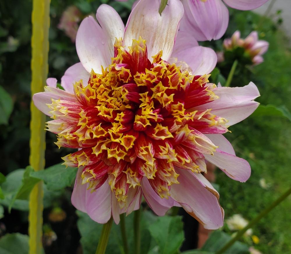 Twilite Dahlia Plants online shopping