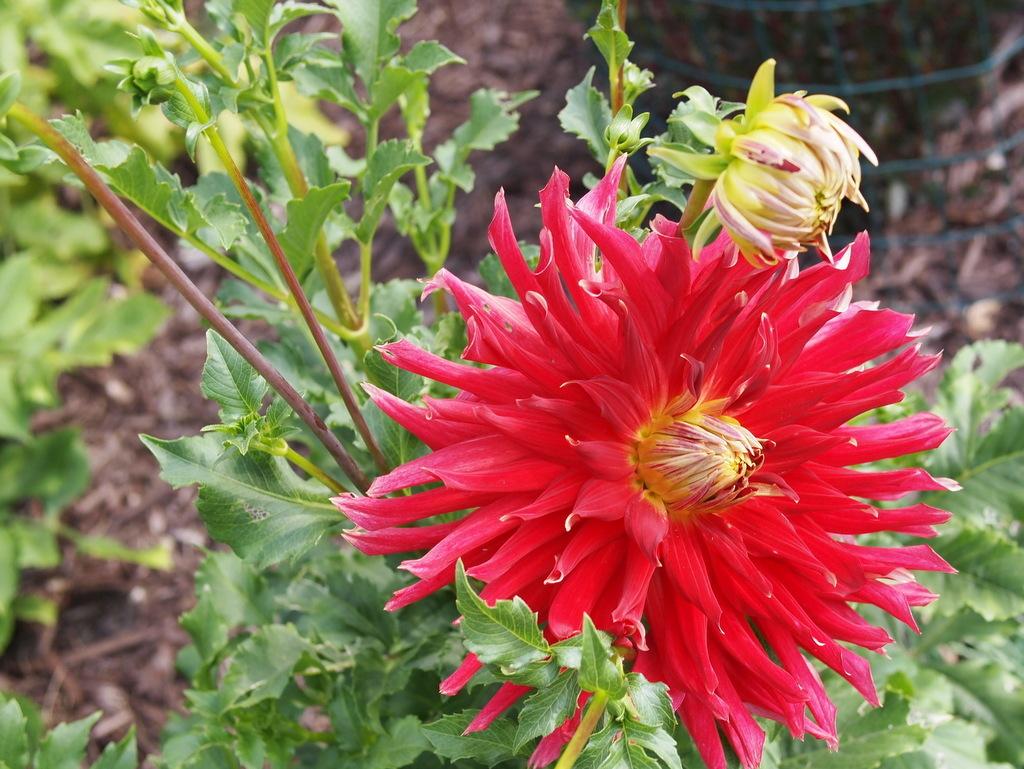 Wildman Dahlia Plants online shopping