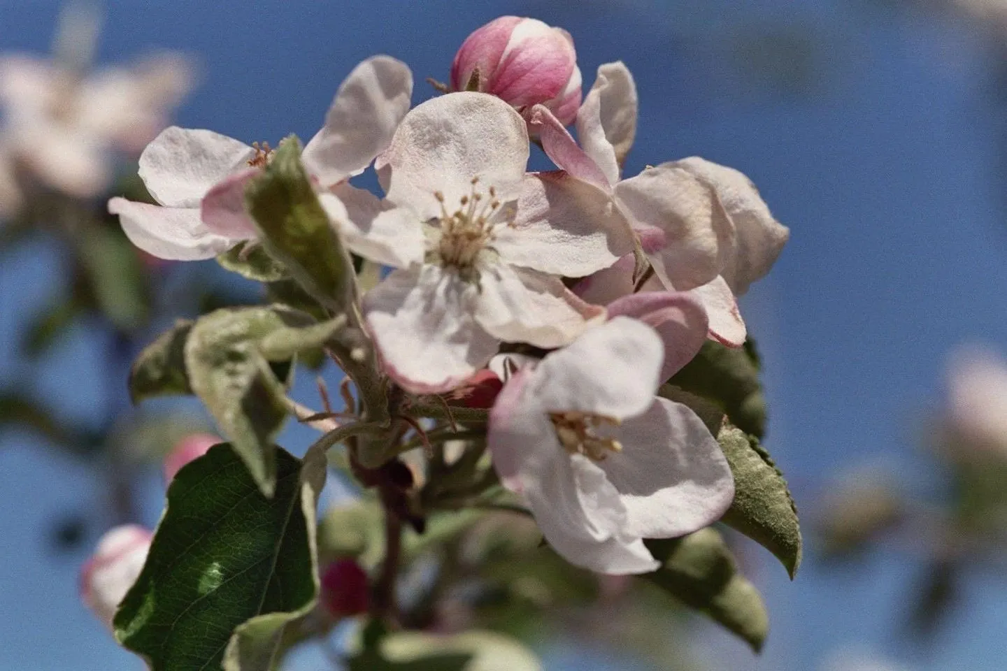 Golden Russet Heritage Apple