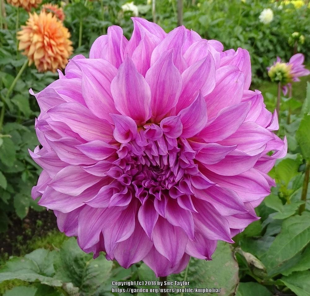 Vassio Meggos Dahlia Plants online shopping
