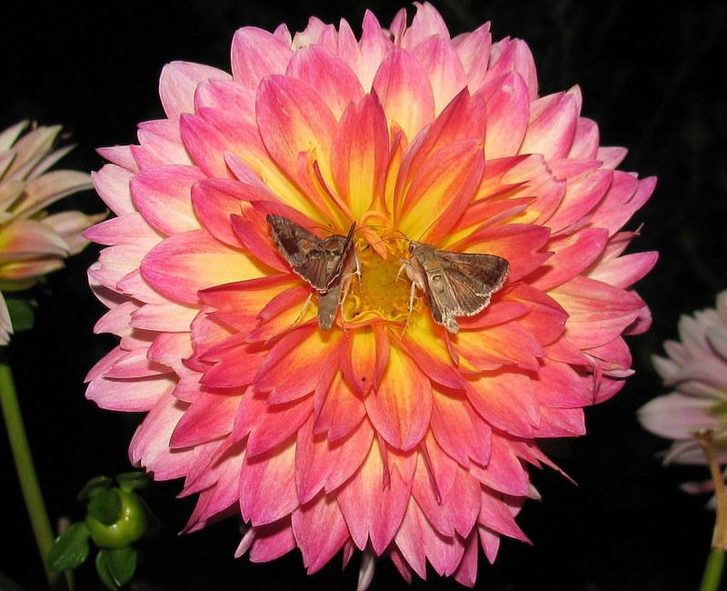 September Morn Dahlia