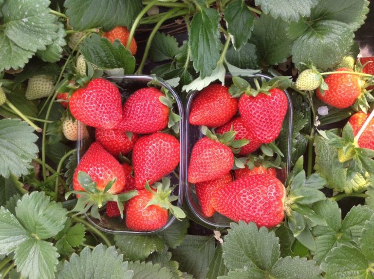 Victory Early Season Strawberry