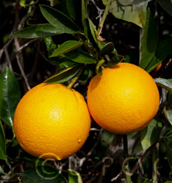 Parent Washington Navel Orange Budwood citrus plant material online shopping